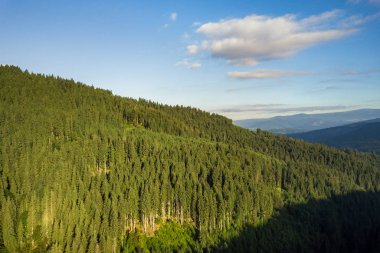 Aerial view of green mountain hills covered with evergreen spruc