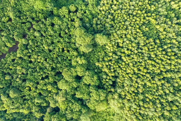 Top down aerial view of green summer forest with many fresh tree — Stock Photo, Image