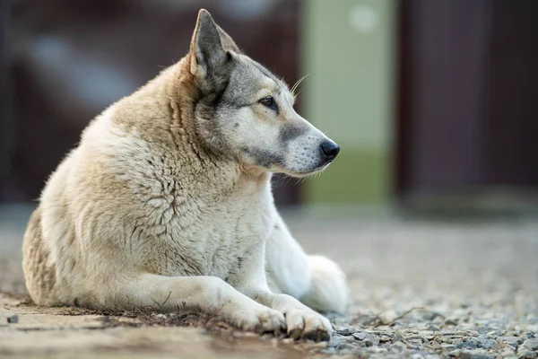 Bir köpek portresi Batı Sibirya Laika açık havada oturuyor. — Stok fotoğraf