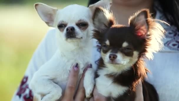 Kvinna Som Håller Två Små Hundar Sina Armar Utomhus — Stockvideo