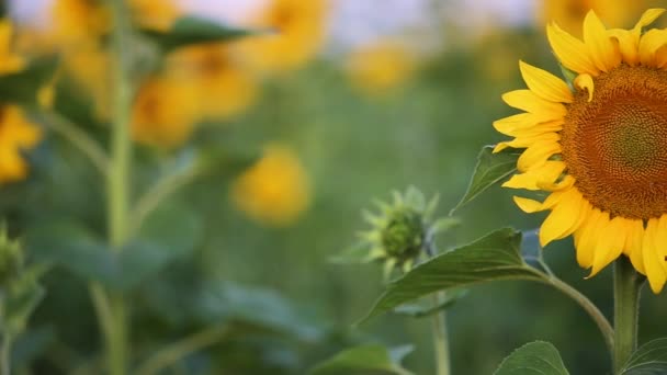 Gros plan de tournesol jaune se déplaçant sur le vent léger dans le champ vert d'été .