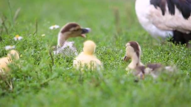 Große Enten Und Kleine Entchen Füttern Draußen Hof — Stockvideo
