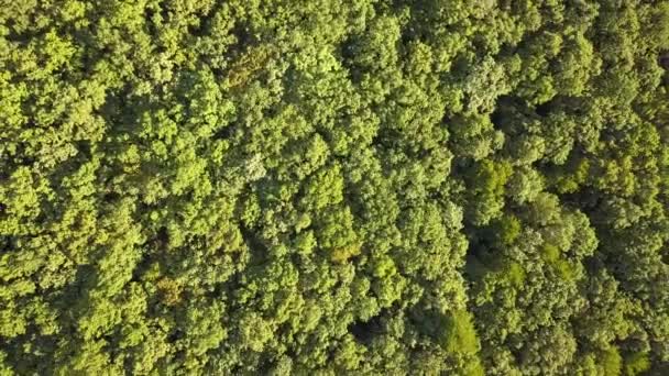 緑豊かな夏の森の空中ビューの上に多くの新鮮な木 — ストック動画