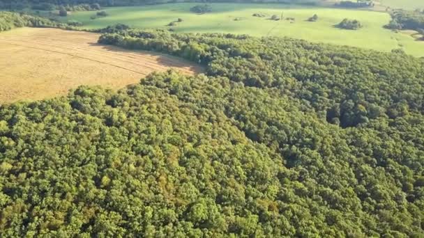 Shora Dolů Letecký Pohled Zelený Letní Les Mnoha Čerstvými Stromy — Stock video