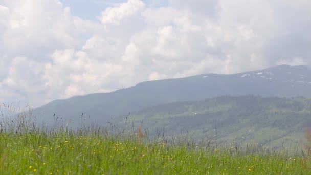 大きな山の背景のぼやけている緑の芝生を少し動かす光の風 — ストック動画