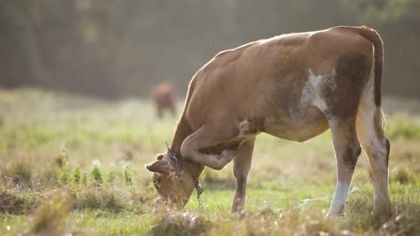 Pâturage de vaches domestiques dans les pâturages agricoles avec herbe verte.