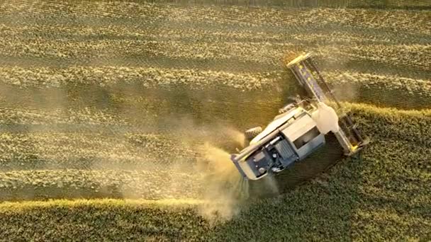 Aerial View Combine Harvester Harvesting Large Golden Ripe Wheat Field — Stock Video
