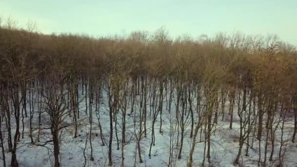 Vista Aérea Del Bosque Desnudo Invierno — Vídeos de Stock