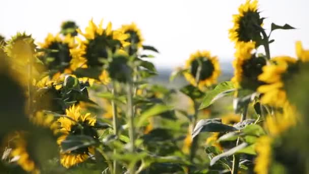 Nahaufnahme Von Gelben Sonnenblumen Die Sich Bei Leichtem Wind Grünen — Stockvideo