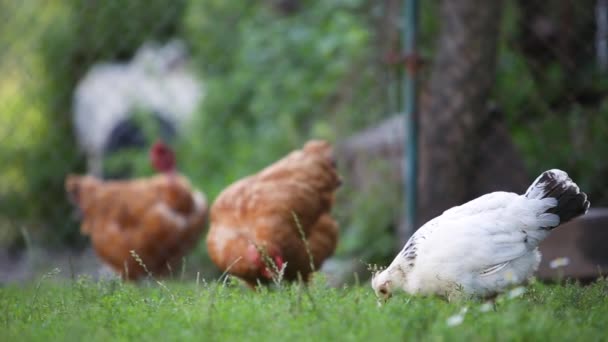 Kippen Eten Groen Gras Boerderij — Stockvideo