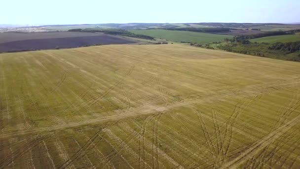 夏の終わりに収穫された黄色の農業コムギ畑の空中ビュー — ストック動画