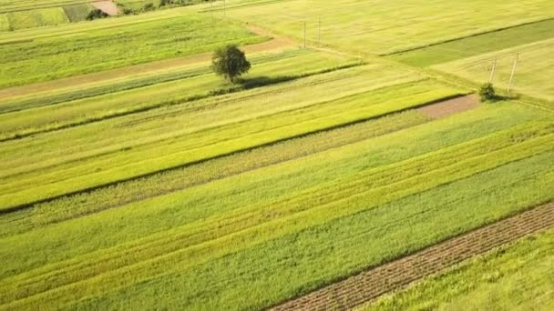 Widok Lotu Ptaka Zielone Pola Uprawne Wiosną Świeżą Roślinnością Sezonie — Wideo stockowe