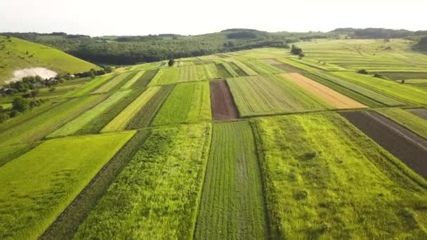 Widok Lotu Ptaka Zielone Pola Uprawne Wiosną Świeżą Roślinnością Sezonie — Wideo stockowe