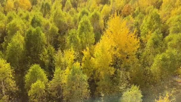 Осінній Ліс Яскраво Оранжевим Жовтим Листям Густі Ліси Сонячну Осінню — стокове відео