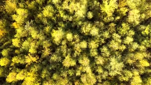 Höstskog Med Ljusa Orange Och Gula Blad Tät Skog Soligt — Stockvideo