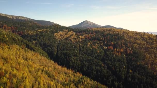 Luftaufnahme Der Herbstlichen Berglandschaft Mit Immergrünen Kiefern Und Gelbem Herbstwald — Stockvideo