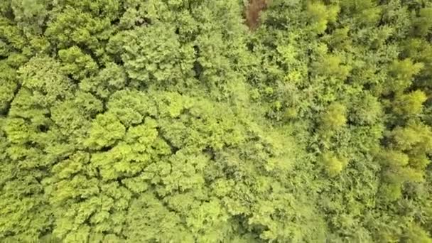 Vista Aérea Arriba Hacia Abajo Del Verde Bosque Verano Con — Vídeo de stock