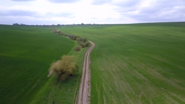 Аерофотозйомка Зеленого Сільськогосподарського Поля Влітку Або Навесні — стокове відео