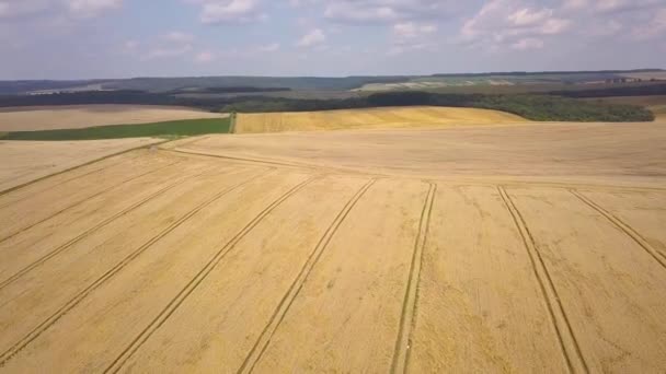 夏の終わりに収穫される準備ができている黄色の農業小麦畑の空中ビュー — ストック動画