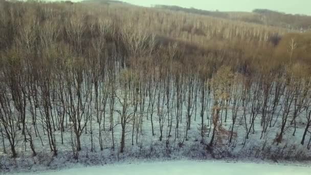Αεροφωτογραφία Γυμνού Χειμερινού Δάσους — Αρχείο Βίντεο