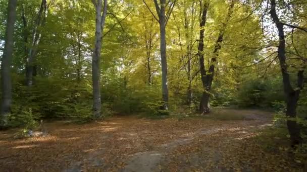 秋天的森林 有明亮的橙色和黄色的叶子 阳光充足的秋天里密林 — 图库视频影像