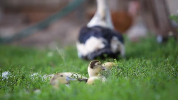 Patos Grandes Patitos Pequeños Alimentándose Aire Libre Patio Granja — Vídeos de Stock