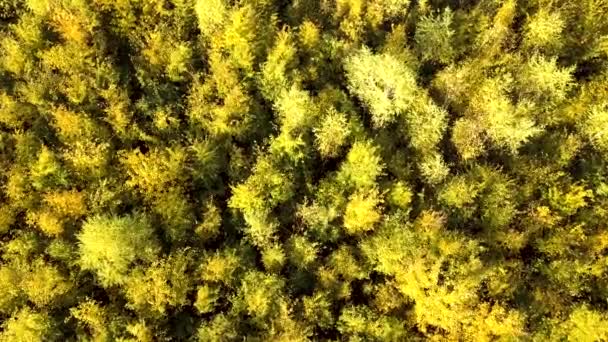 Foresta Autunnale Con Foglie Arancio Giallo Brillante Boschi Densi Nel — Video Stock