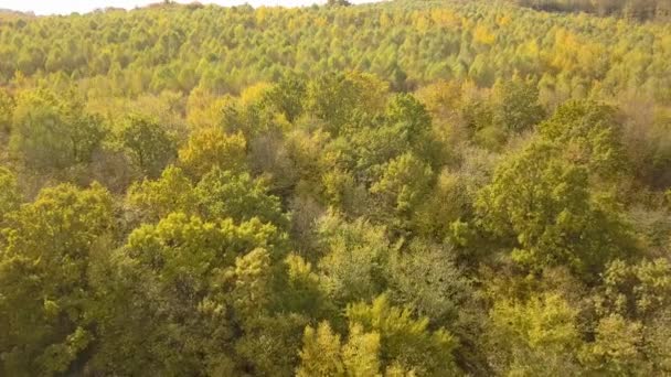 Forêt Automne Aux Feuilles Orange Vif Jaune Bois Denses Par — Video