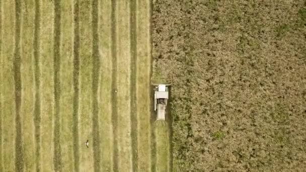 Flygfoto Skördetröska Skörda Stora Mogna Vetefält Jordbruk Drönarperspektiv — Stockvideo