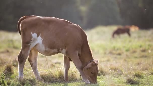 Pastoreo Doméstico Vacas Pastos Agrícolas Con Pasto Verde — Vídeo de stock