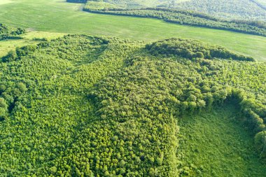 Yeşil yaz ormanının yukarıdan aşağıya doğru geniş C alanı var.