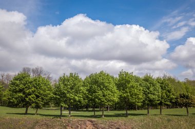 Yeşil yaz ormanlarının havadan görünüşü ya da bir sürü taze trenin olduğu bir park.