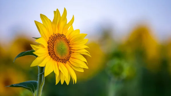 Sárga napraforgó közelsége a zöld nyári mezőn. — Stock Fotó
