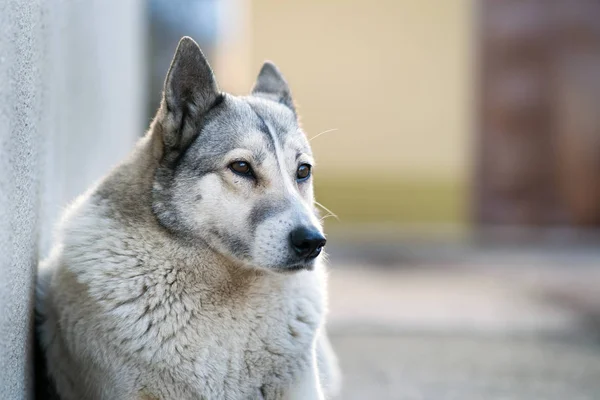 Portrait of a dog breed West Siberian Laika sitting outdoors in — Stock Photo, Image