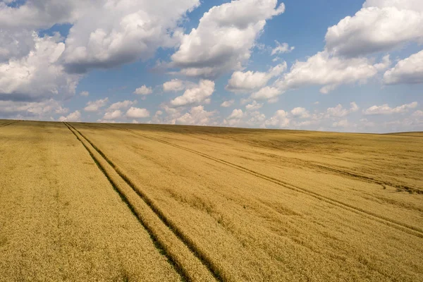 Letecký pohled na žluté pole pšenice polní připravené k sklizni — Stock fotografie