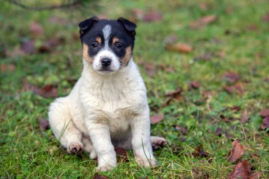 Yazın açık havada yeşil çimlerde oturan sevimli yavru köpek..