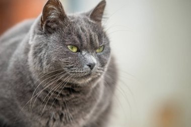 Ciddi gri tüylü kedinin yakın plan portresi..
