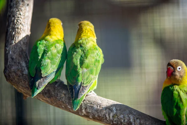 Bunte Papageien im Käfig eines Zoos. — Stockfoto
