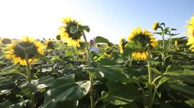 Elleriyle davul çalan ve yeşil yaz tarlasında enerjik bir şekilde dans eden mutlu dansçı..