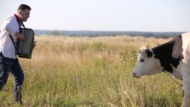 Farmer Gra Akordeonie Swojego Ukochanego Przyjaciela Krowy Zielonym Pastwisku Lecie — Wideo stockowe