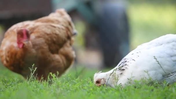 Κότες Που Τρώνε Πράσινο Γρασίδι Στην Αυλή Του Αγροκτήματος — Αρχείο Βίντεο