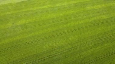 Tohum ekme mevsiminden sonra taze bitki örtüsüyle ilkbaharda yeşil tarım alanlarının havadan görünüşü.