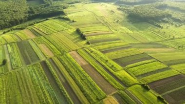 Tohum ekme mevsiminden sonra taze bitki örtüsüyle ilkbaharda yeşil tarım alanlarının havadan görünüşü.
