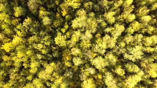 Φθινοπωρινό Δάσος Έντονα Πορτοκαλί Και Κίτρινα Φύλλα Πυκνά Δάση Ηλιόλουστο — Αρχείο Βίντεο