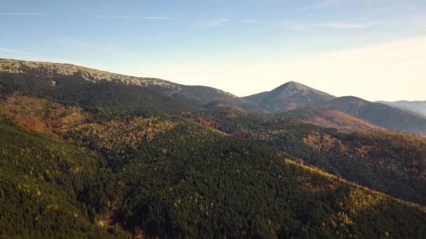 Flygfoto Över Höst Bergslandskap Med Vintergröna Tallar Och Gul Höst — Stockvideo