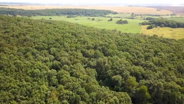 緑豊かな夏の森の空中ビューの上に多くの新鮮な木 — ストック動画