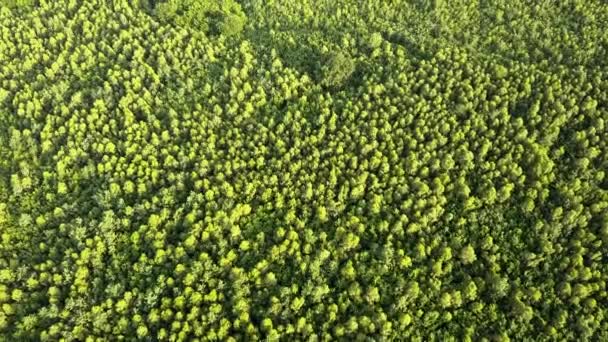 有许多新鲜树木的绿色夏季森林自上而下的鸟瞰图 — 图库视频影像