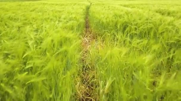 夏田新鲜绿小麦成熟的特写镜头 — 图库视频影像