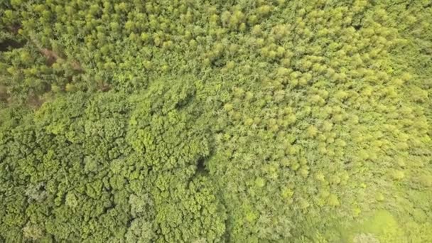 Góra Dół Widok Lotu Ptaka Zielony Letni Las Wieloma Świeżymi — Wideo stockowe