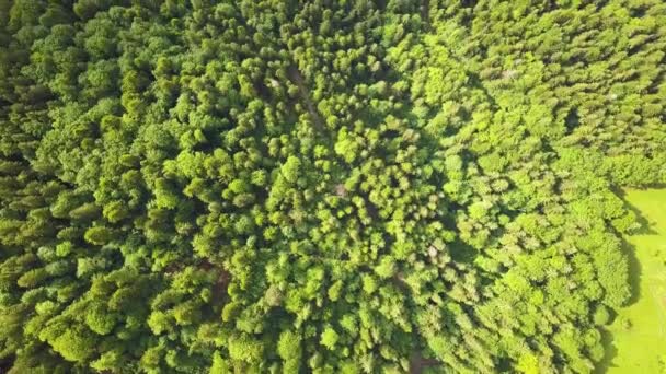 Felülről Lefelé Légi Kilátás Zöld Nyári Erdő Sok Friss Fák — Stock videók